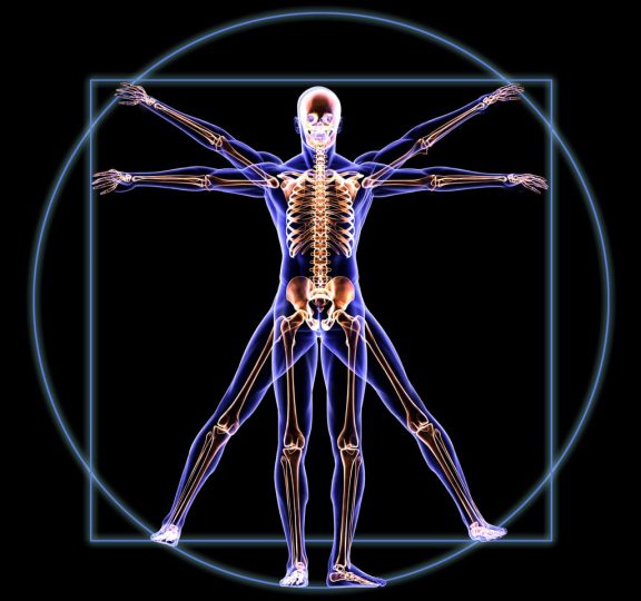 Human skeleton body of The Vitruvian Man